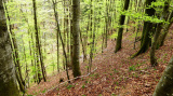 Geländesteilstufein den Mühlbachgraben